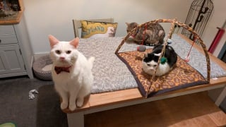 Illustration de l'article : 15 photos irrésistibles de chats et chiens partagées par leurs propriétaires