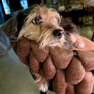 Illustration de l'article : 15 photos irrésistibles de chats et chiens partagées par leurs propriétaires