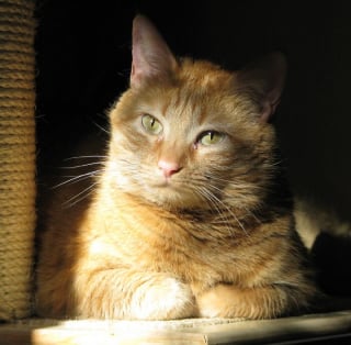 Illustration de l'article : 15 photos irrésistibles de chats et chiens partagées par leurs propriétaires