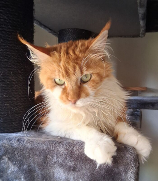 Illustration de l'article : 15 photos irrésistibles de chats et chiens partagées par leurs propriétaires