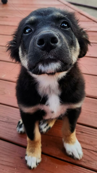 Illustration de l'article : 15 photos irrésistibles de chats et chiens partagées par leurs propriétaires