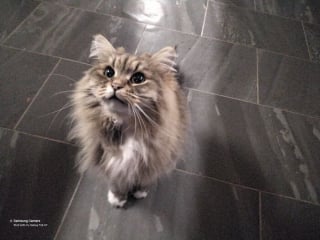 Illustration de l'article : 15 photos irrésistibles de chats et chiens partagées par leurs propriétaires