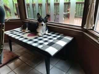 Illustration de l'article : 15 photos irrésistibles de chats et chiens partagées par leurs propriétaires