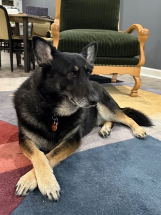 Illustration de l'article : 15 photos irrésistibles de chats et chiens partagées par leurs propriétaires