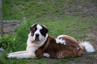 Illustration de l'article : 15 photos irrésistibles de chats et chiens partagées par leurs propriétaires