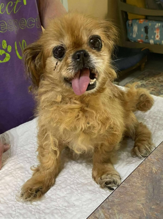 Illustration de l'article : A 16 ans, cette chienne perd son maître mais retrouve l'amour dans un nouveau foyer