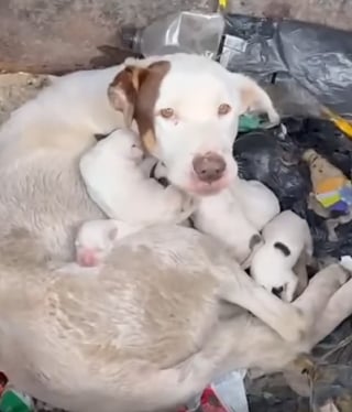 Illustration de l'article : Elle ouvre le couvercle d’une poubelle et découvre une mère chienne implorant son aide aux côtés de ses nouveau-nés
