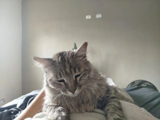 Illustration de l'article : Il reçoit la visite d’un chat inconnu qui revient ensuite chaque soir réclamer des câlins