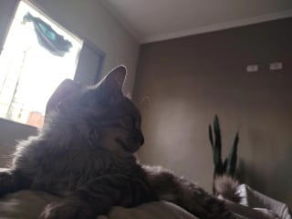 Illustration de l'article : Il reçoit la visite d’un chat inconnu qui revient ensuite chaque soir réclamer des câlins