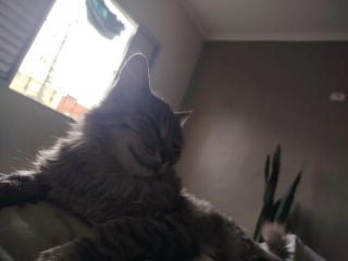 Illustration de l'article : Il reçoit la visite d’un chat inconnu qui revient ensuite chaque soir réclamer des câlins