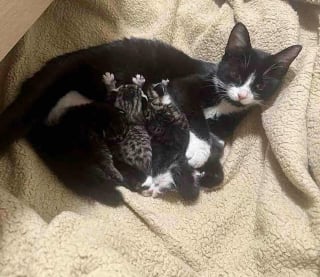 Illustration de l'article : Rassurée par les gestes bienveillants d’une bénévole, cette chatte errante finit par lui témoigner sa confiance de la plus adorable des façons (vidéo)