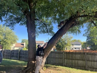 Illustration de l'article : Se prenant pour un écureuil, cette chienne se retrouve coincée dans un arbre et provoque l’intervention des secours pour un sauvetage inédit