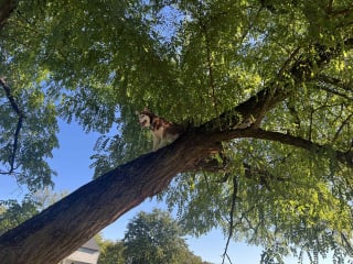 Illustration de l'article : Se prenant pour un écureuil, cette chienne se retrouve coincée dans un arbre et provoque l’intervention des secours pour un sauvetage inédit