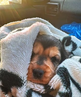 Illustration de l'article : Fragile et aveugle à son arrivée, cette chienne reprend goût à la vie grâce à sa bienfaitrice avant d’être adoptée en un temps record (vidéo)