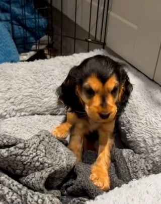 Illustration de l'article : Fragile et aveugle à son arrivée, cette chienne reprend goût à la vie grâce à sa bienfaitrice avant d’être adoptée en un temps record (vidéo)