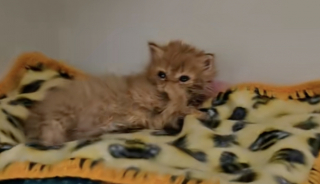 Illustration de l'article : Ce chaton sale et en mauvaise santé ne s’attendait pas à ce que sa vie change à ce point en rencontrant sa famille d’accueil (vidéo)