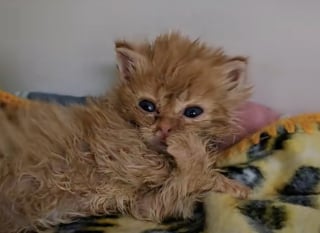 Illustration de l'article : Ce chaton sale et en mauvaise santé ne s’attendait pas à ce que sa vie change à ce point en rencontrant sa famille d’accueil (vidéo)