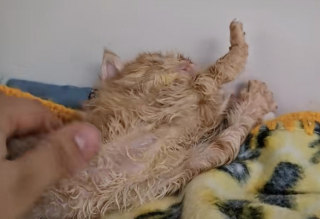 Illustration de l'article : Ce chaton sale et en mauvaise santé ne s’attendait pas à ce que sa vie change à ce point en rencontrant sa famille d’accueil (vidéo)