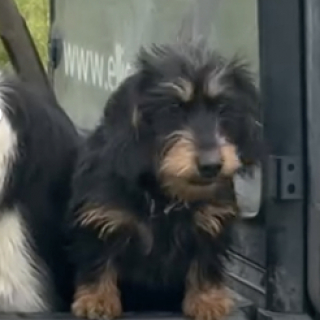 Illustration de l'article : Sous le regard surpris des passants, un Teckel s’active auprès des moutons comme s’il avait toujours été berger (vidéo)