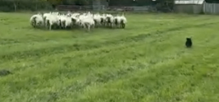 Illustration de l'article : Sous le regard surpris des passants, un Teckel s’active auprès des moutons comme s’il avait toujours été berger (vidéo)