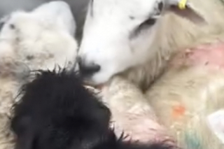 Illustration de l'article : Sous le regard surpris des passants, un Teckel s’active auprès des moutons comme s’il avait toujours été berger (vidéo)