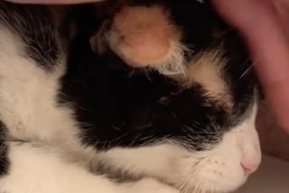 Illustration de l'article : En deuil de sa maîtresse, cette chatte qui restait en retrait accepte l’aide de celle qui est devenue sa nouvelle amie (vidéo)