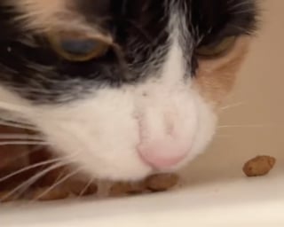 Illustration de l'article : En deuil de sa maîtresse, cette chatte qui restait en retrait accepte l’aide de celle qui est devenue sa nouvelle amie (vidéo)