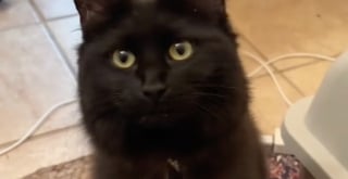 Illustration de l'article : En deuil de sa maîtresse, cette chatte qui restait en retrait accepte l’aide de celle qui est devenue sa nouvelle amie (vidéo)