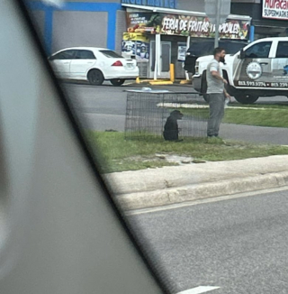 Illustration de l'article : Enferm&eacute; dans une cage en plein soleil en attendant d&rsquo;&ecirc;tre vendu &agrave; un passant, ce chiot Rottweiler tombe sur une &acirc;me charitable qui lui sauve la vie (vid&eacute;o)