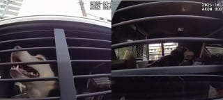 Illustration de l'article : Un policier découvre un Husky très amical seul dans la rue, l'emmène chez le vétérinaire et apprend que sa maîtresse le cherchait depuis 7 ans