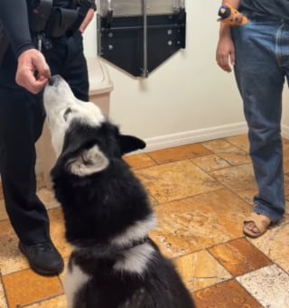 Illustration de l'article : Un policier découvre un Husky très amical seul dans la rue, l'emmène chez le vétérinaire et apprend que sa maîtresse le cherchait depuis 7 ans