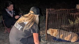 Illustration de l'article : Après 2 semaines d’angoisse, un homme de 93 ans retrouve sa chienne perdue grâce à une belle mobilisation