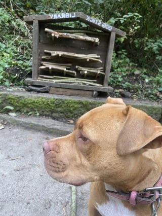 Illustration de l'article : En arrivant au parc, les chiens découvrent une étagère de bâtons qui devient leur nouveau lieu de rencontre