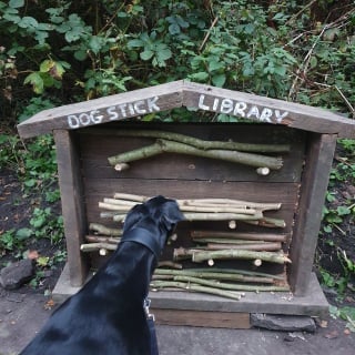 Illustration de l'article : En arrivant au parc, les chiens découvrent une étagère de bâtons qui devient leur nouveau lieu de rencontre