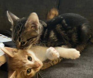 Illustration de l'article : Confié à un jeune homme en pleine rue, ce très jeune chaton croise la route d’un ami félin devenu son complice pour la vie