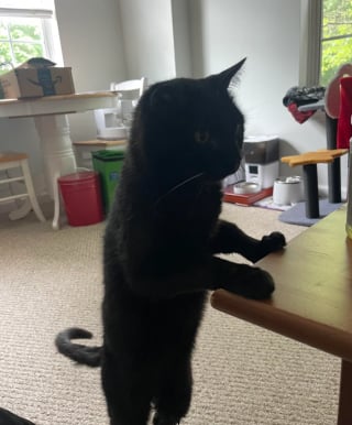 Illustration de l'article : « Même s'il ne nous aimait pas, il nous manquera », après la disparition de son chat, elle reçoit un courrier inattendu de sa vétérinaire