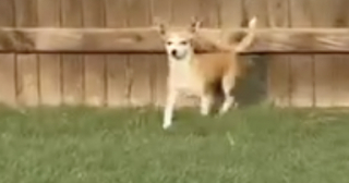 Illustration de l'article : Cette Chihuahua traverse la clôture tous les jours pour passer du temps avec un voisin qu’elle considère comme sa deuxième famille (vidéo)