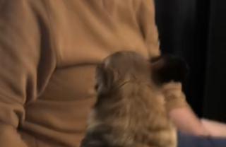 Illustration de l'article : Encouragé par ses adoptants, ce chien senior issu d'un sauvetage apprend à donner de la voix (vidéo)