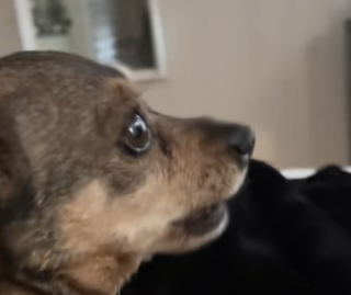 Illustration de l'article : Encouragé par ses adoptants, ce chien senior issu d'un sauvetage apprend à donner de la voix (vidéo)