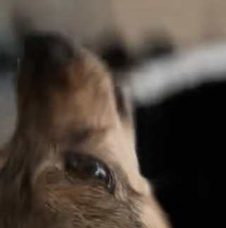 Illustration de l'article : Encouragé par ses adoptants, ce chien senior issu d'un sauvetage apprend à donner de la voix (vidéo)