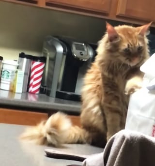 Illustration de l'article : Un chat turbulent change totalement de comportement lorsqu'il devient papa (vidéo) 