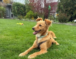 Illustration de l'article : Après avoir essayé de survivre dans la rue, ce chien apprend à baisser sa garde et à profiter de la vie (vidéo)