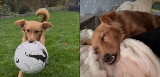 Illustration de l'article : Après avoir essayé de survivre dans la rue, ce chien apprend à baisser sa garde et à profiter de la vie (vidéo)