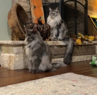 Illustration de l'article : Les 2 chats de la famille ne savent pas quoi penser du nouveau chiot qui s'agite sous leur regard perplexe (vidéo)