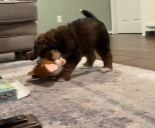 Illustration de l'article : Les 2 chats de la famille ne savent pas quoi penser du nouveau chiot qui s'agite sous leur regard perplexe (vidéo)