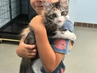 Illustration de l'article : Afin de pouvoir r&eacute;unir la somme n&eacute;cessaire &agrave; l&rsquo;adoption d&rsquo;un adorable chaton, ce petit gar&ccedil;on se retrousse les manches et propose un service hors du commun