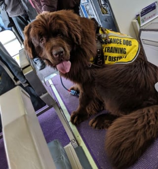 Illustration de l'article : 16 photos drôles de chiens ou de chats qui profitent pleinement de leur voyage en avion