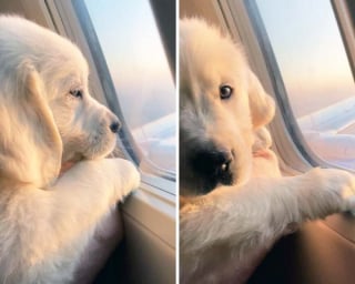 Illustration de l'article : 16 photos drôles de chiens ou de chats qui profitent pleinement de leur voyage en avion