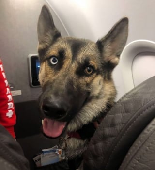 Illustration de l'article : 16 photos drôles de chiens ou de chats qui profitent pleinement de leur voyage en avion