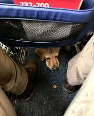 Illustration de l'article : 16 photos drôles de chiens ou de chats qui profitent pleinement de leur voyage en avion